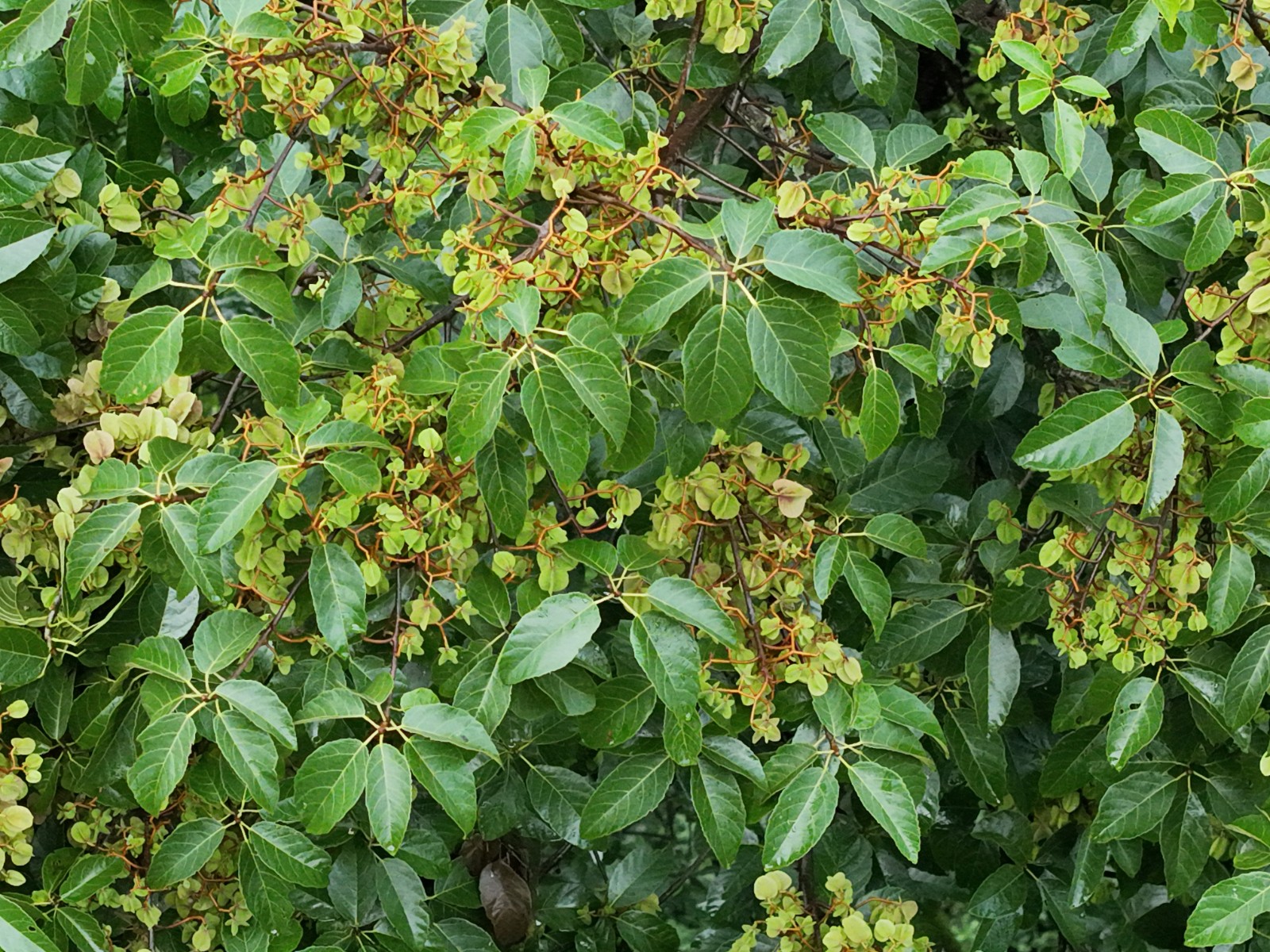 滇桐 DJI_20250927155111_0035_V.JPG