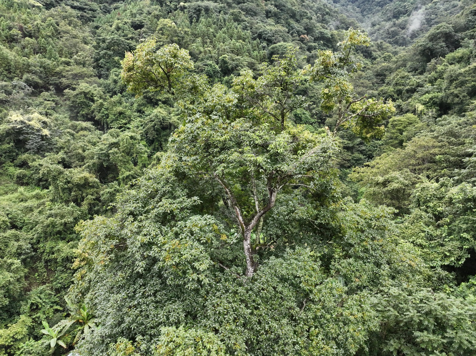 滇桐 DJI_20250927160536_0122_V.JPG